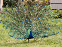 Peacock