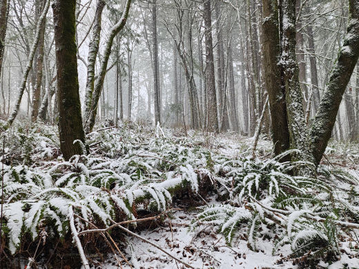 Oregon Snow