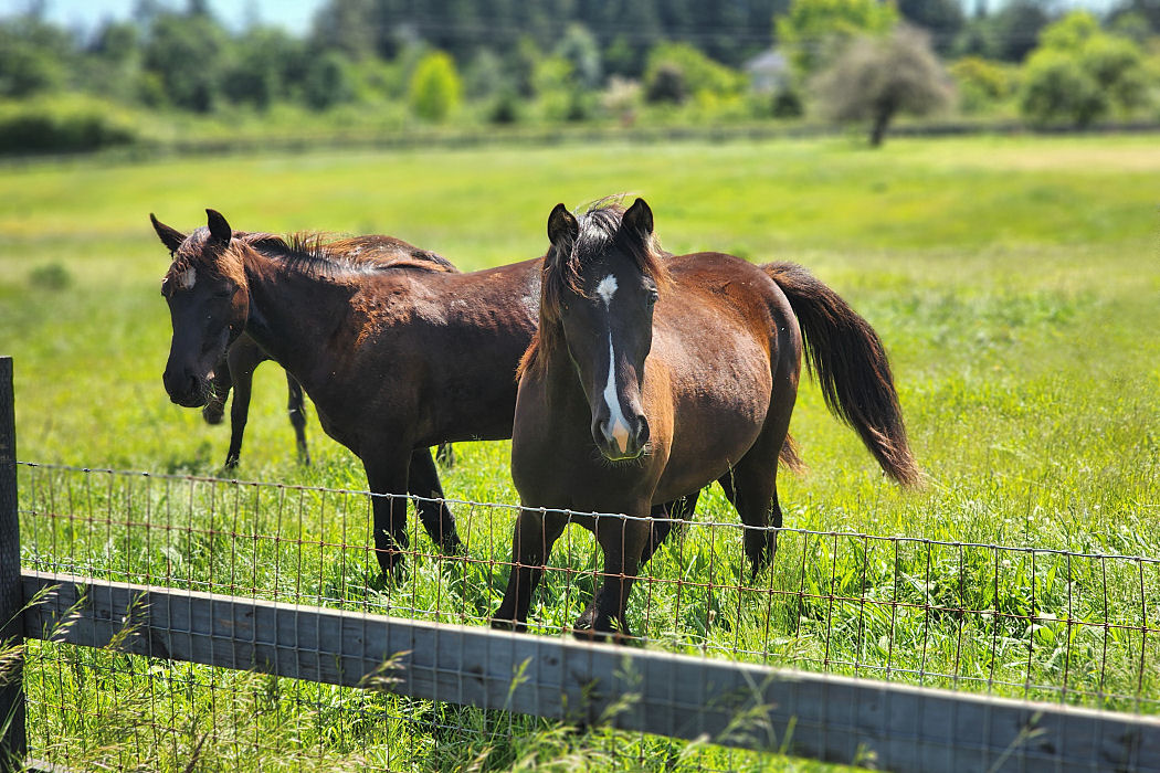 Horses